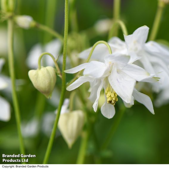 Aquilegia vulgaris Stellata 'White Barlow'