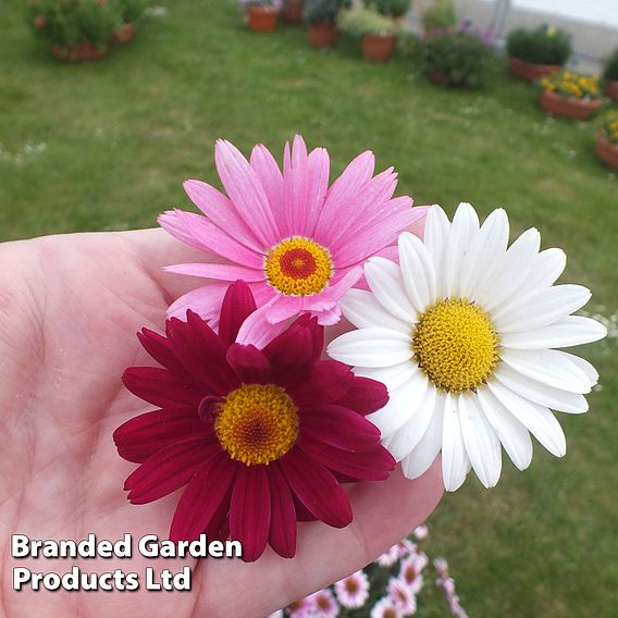 Argyranthemum Aramis Collection