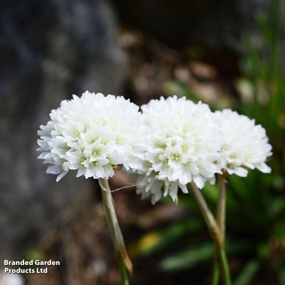 Armeria pseudarmeria (formosa)