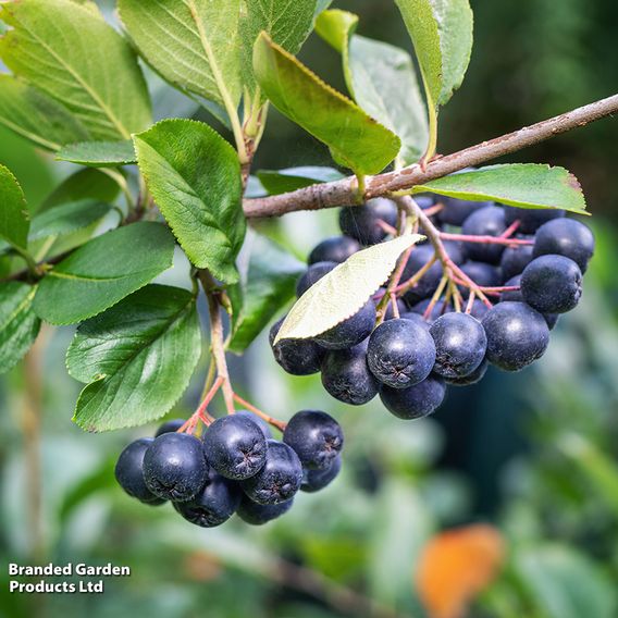 Aronia melanocarpa