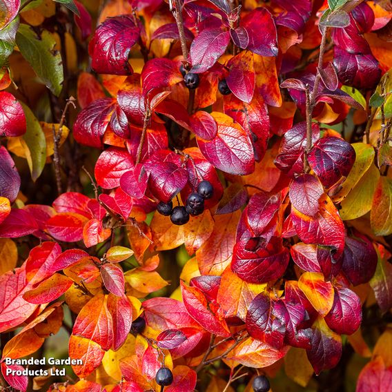 Aronia melanocarpa