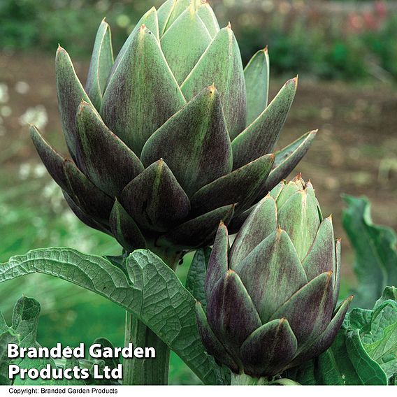 Globe Artichoke 'Green Globe Improved' F1 Hybrid