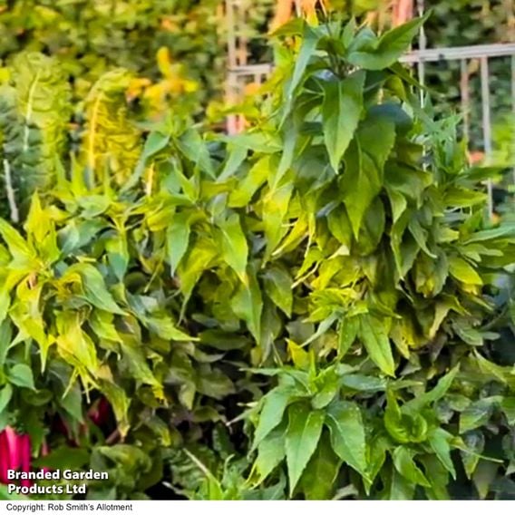 Dwarf Jerusalem Artichoke 'Small Wonder'