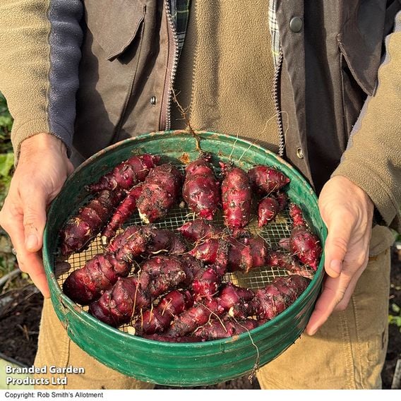 Dwarf Jerusalem Artichoke 'Small Wonder'