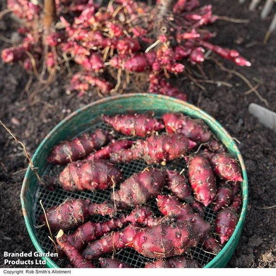 Dwarf Jerusalem Artichoke 'Small Wonder'
