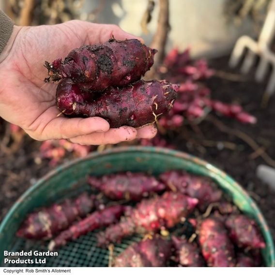 Dwarf Jerusalem Artichoke 'Small Wonder'