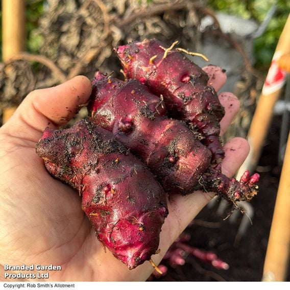 Dwarf Jerusalem Artichoke 'Small Wonder'