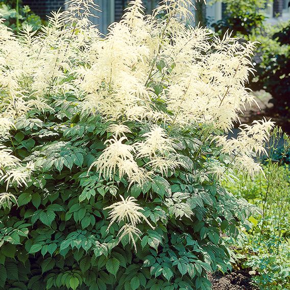 Aruncus dioicus