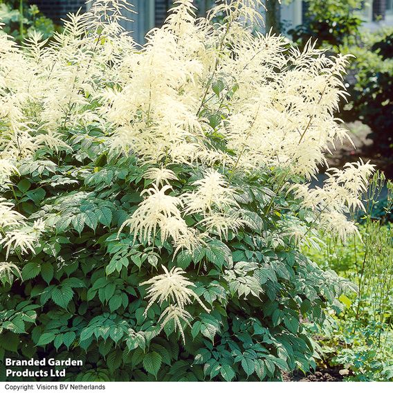Aruncus dioicus