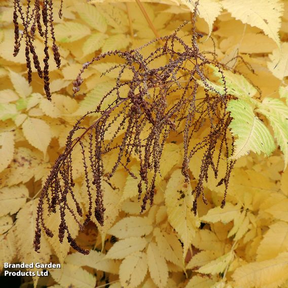 Aruncus dioicus