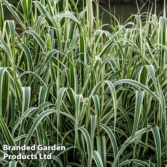 Arundo donax 'Variegata'