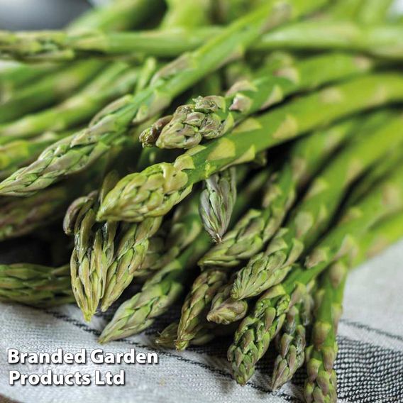 Asparagus 'Gijnlim' (Spring Planting)
