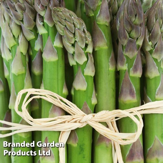 Asparagus 'Gijnlim' (Spring Planting)
