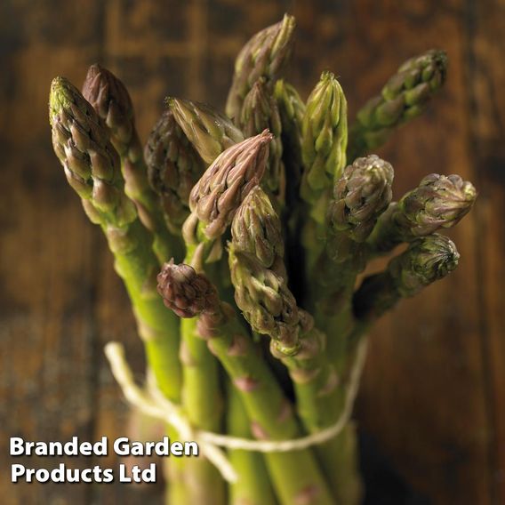 Asparagus 'Gijnlim' (Spring Planting)