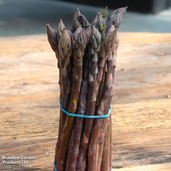 Asparagus 'Erasmus' F1