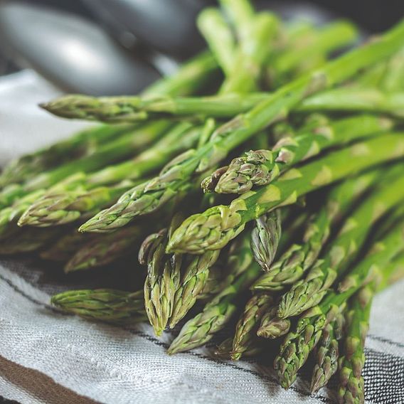 Asparagus Collection (Spring Planting)