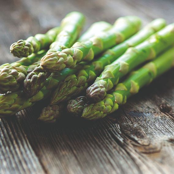 Asparagus officinalis 'Mondeo'