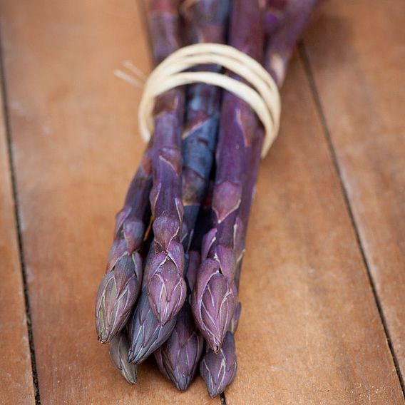 Asparagus officinalis 'Pacific Purple' (Spring Planting)