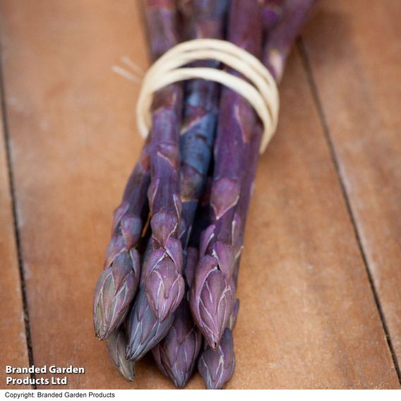Asparagus officinalis 'Pacific Purple' (Spring Planting)