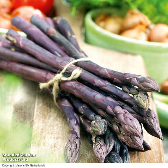 Asparagus officinalis 'Pacific Purple' (Spring Planting)