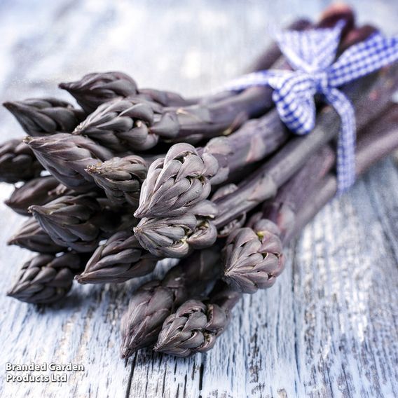 Asparagus officinalis 'Pacific Purple' (Spring Planting)