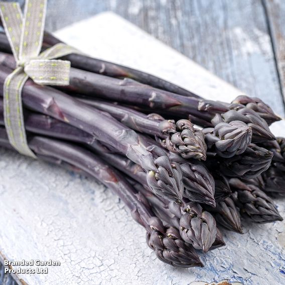 Asparagus officinalis 'Pacific Purple' (Spring Planting)