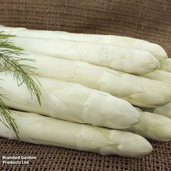 Asparagus 'Rakete' F1