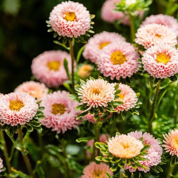 China Aster 'Montezuma Apricot' - Seeds
