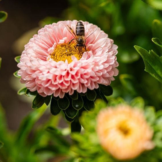 China Aster 'Montezuma Apricot' - Seeds
