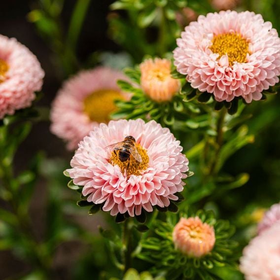 China Aster 'Montezuma Apricot' - Seeds