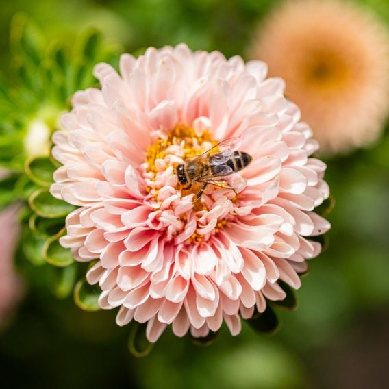 China Aster 'Montezuma Apricot' - Seeds