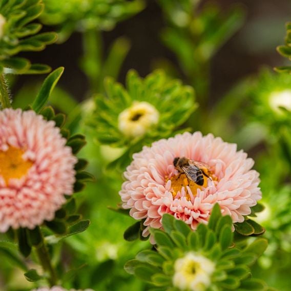 China Aster 'Montezuma Apricot' - Seeds