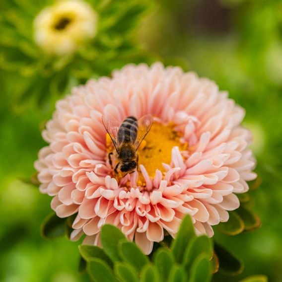 China Aster 'Montezuma Apricot' - Seeds