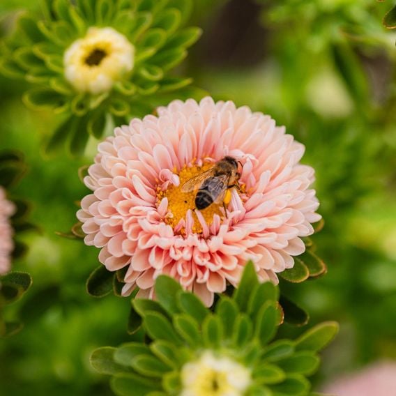 China Aster 'Montezuma Apricot' - Seeds