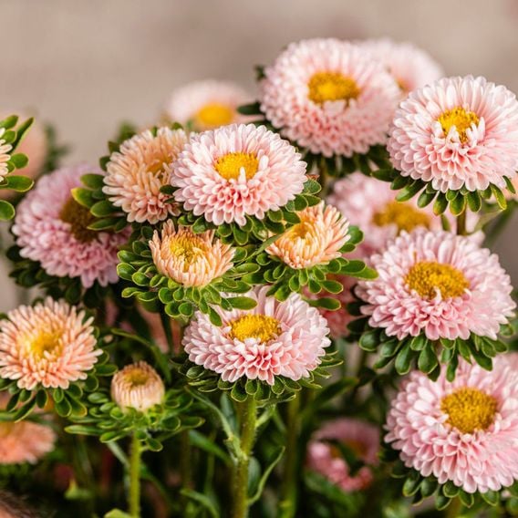 China Aster 'Montezuma Apricot' - Seeds
