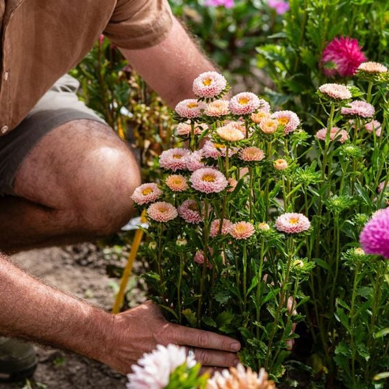 China Aster 'Montezuma Apricot' - Seeds