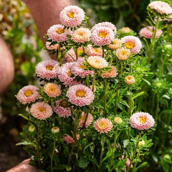 China Aster 'Montezuma Apricot' - Seeds