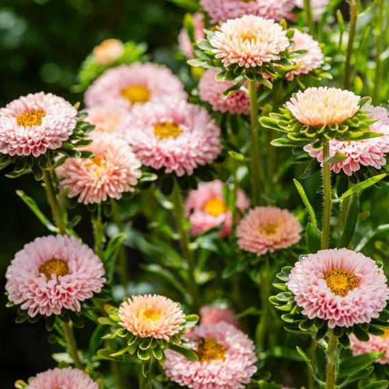 China Aster 'Montezuma Apricot' - Seeds