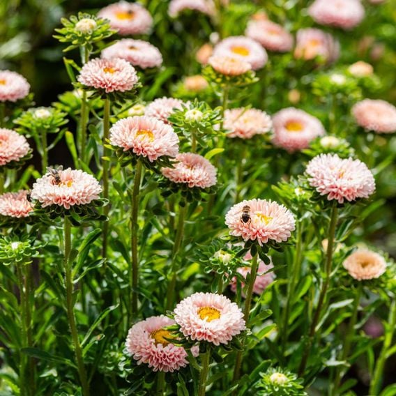 China Aster 'Montezuma Apricot' - Seeds