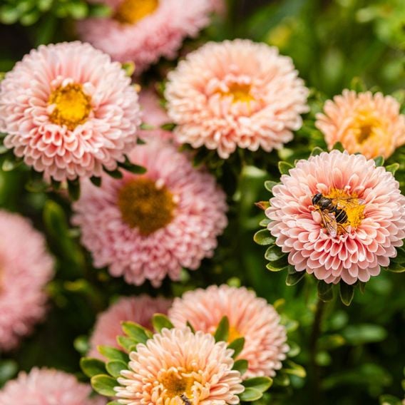 China Aster 'Montezuma Apricot' - Seeds
