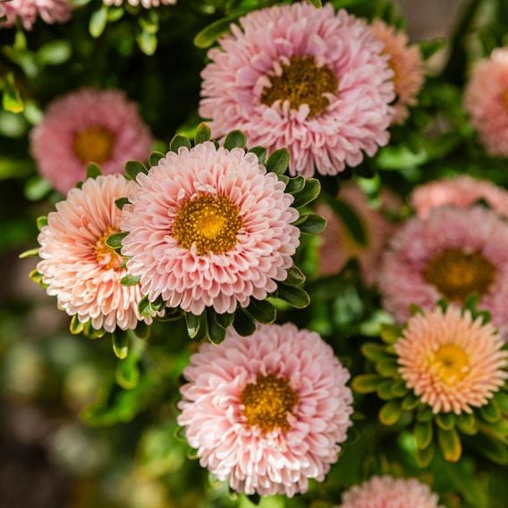 China Aster 'Montezuma Apricot' - Seeds