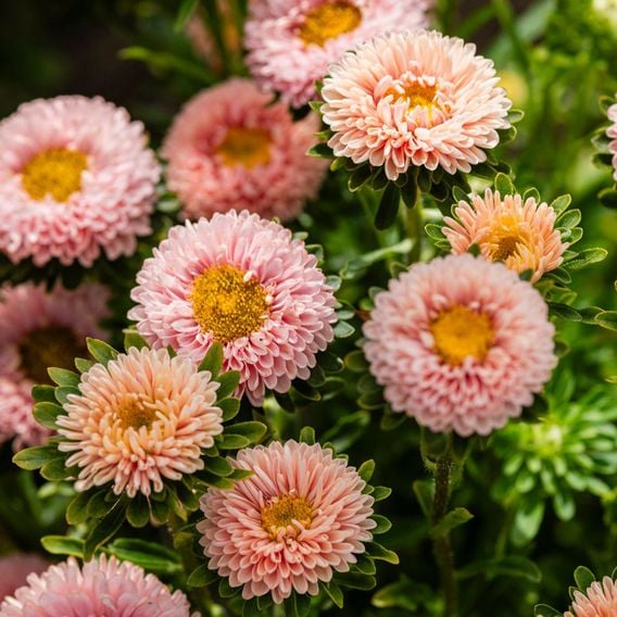 China Aster 'Montezuma Apricot' - Seeds
