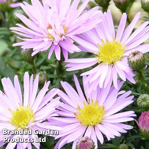 Aster novi-belgii 'Little Pink Beauty'
