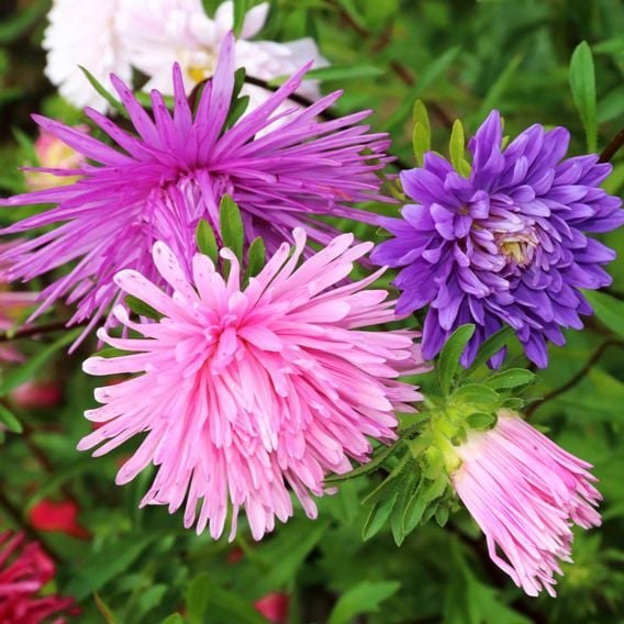 Aster 'Ostrich Plume Mix' - Seeds