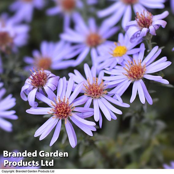 Aster novi-belgii 'Professor Anton Kippenberg'