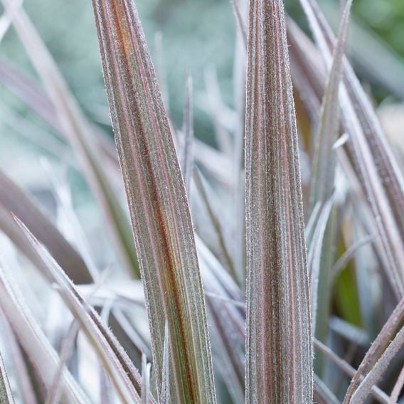 Astelia 'Red Shadow'