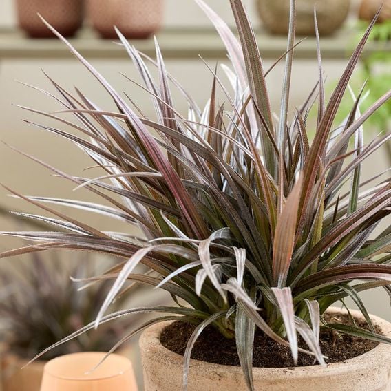 Astelia 'Red Shadow'