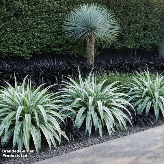 Astelia 'Silver Shadow'