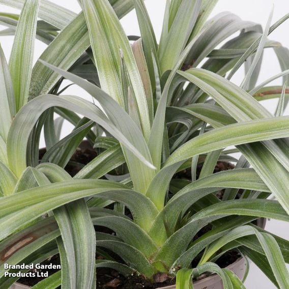 Astelia 'Silver Shadow'