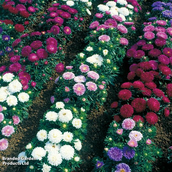 Aster 'Starlight Mixed'